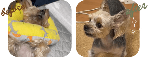 皮膚のかゆみ 赤みが引いてつるん 02 before after