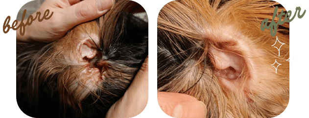 『耳の中』 before after