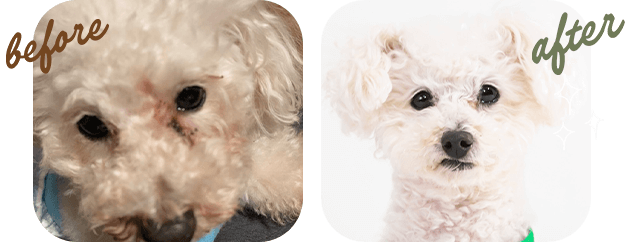 『涙やけ』トイプードル 我が家の元保護犬 7歳 before after