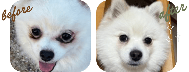 『涙やけ』 before after