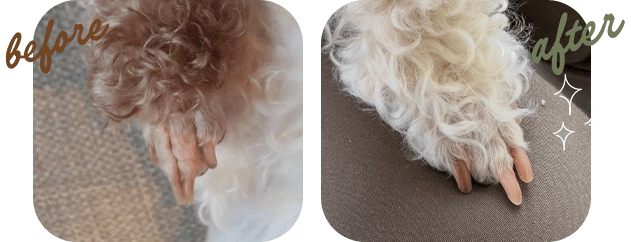 『足先の赤み』トイプードル 4歳 before after