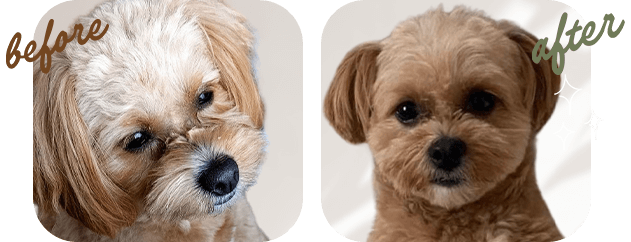 『涙やけ』ポメラニアン 5歳 before after