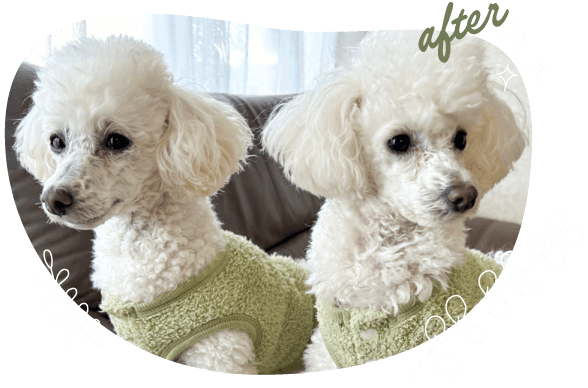『涙やけ・軟便』トイプードル 4歳・1歳 涙やけすっきり after